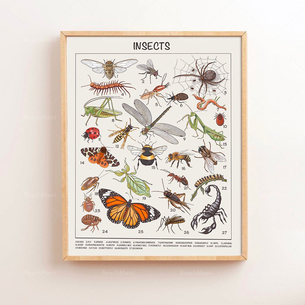 Safari Animals Educational Pos - Kids Education Download ulasan dan harga